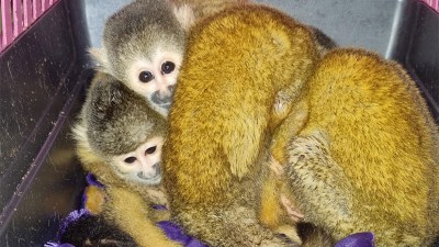 Camionero llevaba cuatro crías de mono titi dentro de una jaula para mascotas