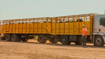 Senasa modificó las condiciones sanitarias para el transporte de animales