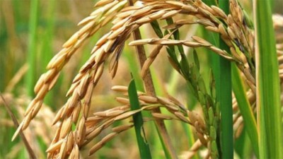 Lluvias afectaron la cosecha de arroz y advierten que no habrá baja de precio