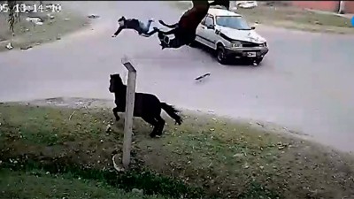 Se robó un caballo y lo atropelló un Fiat Duna: mirá el video
