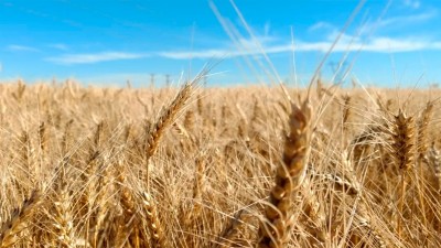 Fuerte caída en el precio internacional del trigo: bajó 80 dólares por tonelada