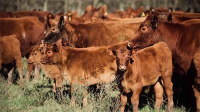 Hay 230.000 cabezas de ganado menos en Entre Ríos