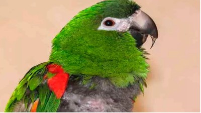 Detectan caso de psitacosis en hospital entrerriano