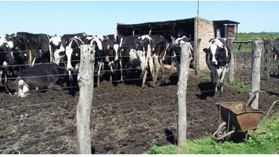 Crisis de la lechería: Santa Fe perdió 217 tambos en dos años y cayó la producción