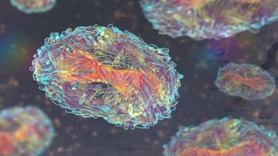 Alerta en el mundo por un brote: la OMS define la emergencia sanitaria