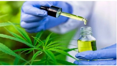 Régimen de cannabis de uso medicinal: Salud realizó cambios y fijó nuevos requisitos