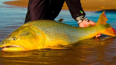 Entre Ríos declara de interés turístico el dorado y se prohíbe su pesca comercial