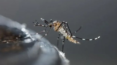 El Ministerio de Salud de Entre Ríos advierte sobre el riesgo de aumento de casos de dengue en el verano
