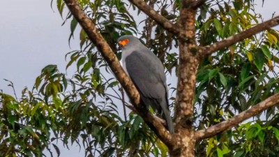 Fotografiaron por primera vez a un ave de la que no se tenía registro hace más de medio siglo: cómo es