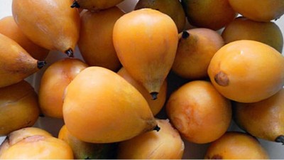 El fruto de la palmera yatay forma parte del Código Alimentario Argentino