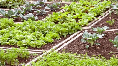 Qué plantar en octubre en la huerta casera para tener una rápida producción