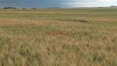 Proyectan una menor cosecha de trigo que la estimada debido a la sequía