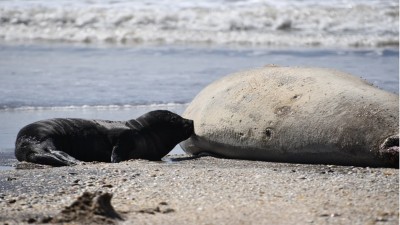 Inusuales nacimientos de elefantes marinos en la costa de Buenos Aires