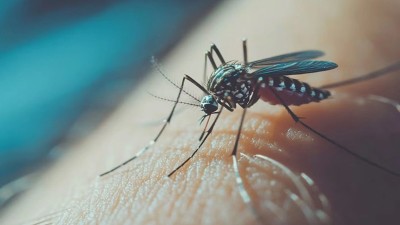 Dengue: las condiciones climáticas podrían provocar un aumento de casos en Argentina