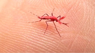 Mendoza liberó 10.000 mosquitos rojos para combatir en dengue
