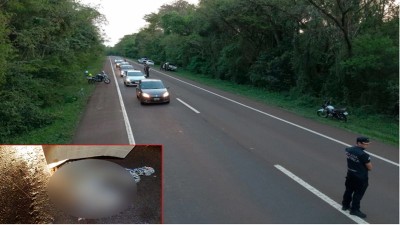 Muerte de cachorra de yaguareté atropellada: confirmaron el destino de la multa