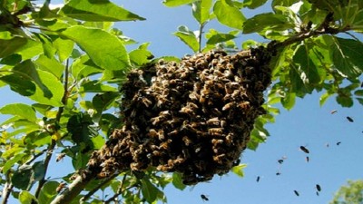 Sufrió más de 100 picaduras de avispas tras acercarse a un árbol para orinar
