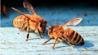 Quisieron evitar un desalojo tirándole abejas a los policías