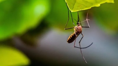 Cuáles son los repelentes naturales más efectivos para evitar los mosquitos en verano