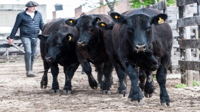 En febrero la hacienda logró números en alza en casi todas las categorías