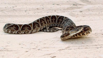 Murió un concejal correntino tras ser mordido por una yarará