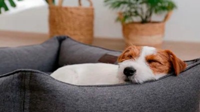 Polémica por un contrato de alquiler que exige un extra de $50.000 por mascota