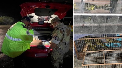 Liberaron 40 aves silvestres que eran trasladadas ilegalmente por Ruta Nacional 127