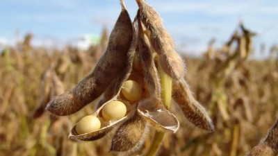 Sube el precio de la soja a nivel internacional y en Argentina recuperó todo el terreno perdido