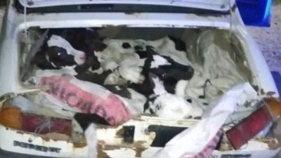 Llevaban una vaca en el baúl y quedaron detenidos