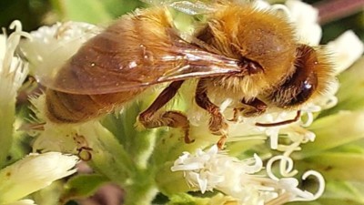Las abejas contribuyen a la producción del 75 por ciento de los alimentos