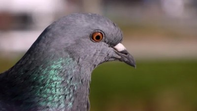 Una paloma dejó sin luz a media ciudad entrerriana