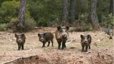 En Córdoba autorizaron la caza deportiva de jabalíes y ciervos