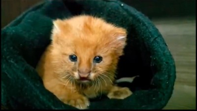 Rescatan cría de Puma Yaguarundí en Entre Ríos: fue hallado en la banquina de la Ruta 18