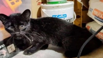 Pensó que era un gatito abandonado, lo rescató pero resultó ser un gato montés