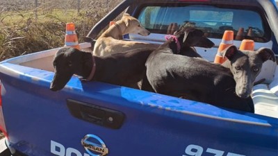 Cayó una red de caza ilegal en Córdoba: 41 detenidos y 75 galgos rescatados