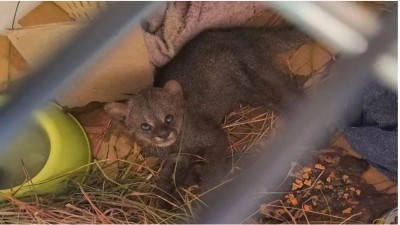 Liberaron a un yaguarundí que había escapado de los incendios en Corrientes