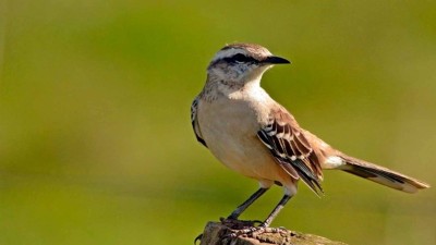 El canto de la calandria: entre imitaciones, augurios y creencias