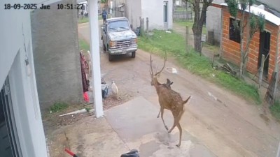Tras una persecución por varias cuadras, vecinos atraparon un ciervo en localidad entrerriana