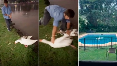 Se robó dos gansos de un lago público y los llevó a la pileta de su casa