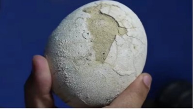 Descubren un huevo de dinosaurio carnívoro en perfecto estado en Río Negro