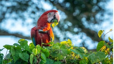 Mataron con una gomera a Charrúa, el guacamayo rojo reintroducido en el Iberá
