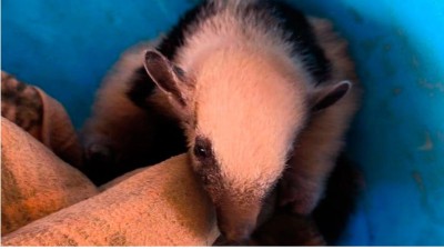 Rescataron a una cría de oso melero que huía de incendios forestales