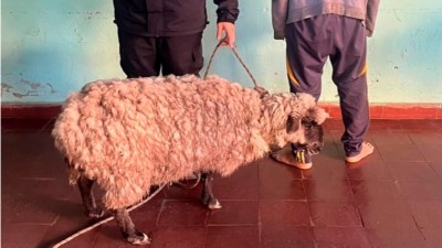Demoraron a un cuatrero y la oveja fue llevada a la comisaría como prueba del delito