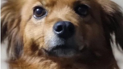 Con sus ladridos, una perrita salvó a una niña perdida en el monte