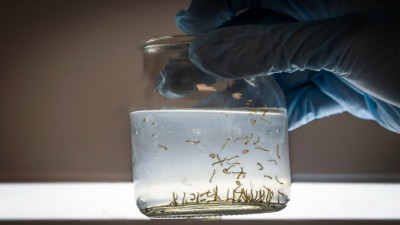 Ante la presencia de lluvias en la provincia, Salud recuerda las medidas de prevención del dengue