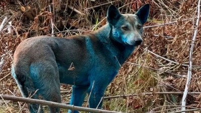 Intriga en Chernobyl: aparecieron perros con pelaje azul y buscan la causa