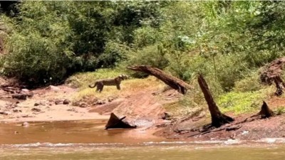 Video: turistas avistaron una yaguareté y su cría durante un paseo náutico en Cataratas