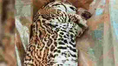 Hallaron muerto a un gato onza atropellado en un paraje rural de Misiones