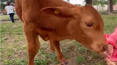 Delincuentes robaron un ternero, que era mascota de una escuela, y lo carnearon