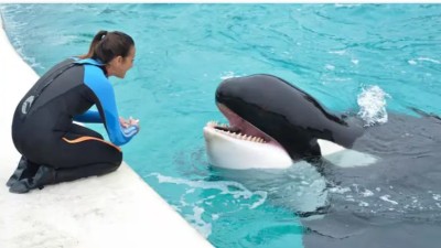 Falleció Kshamenk, la orca de Mundo Marino que fue rescatada en 1992